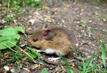 schade-muizen-in-tuin