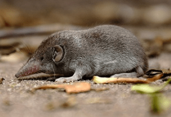 soorten-beschermd-spitsmuis