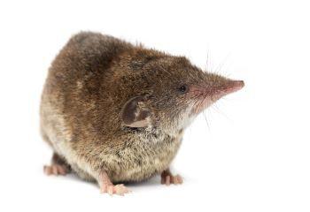 soorten-muizen-spitsmuis