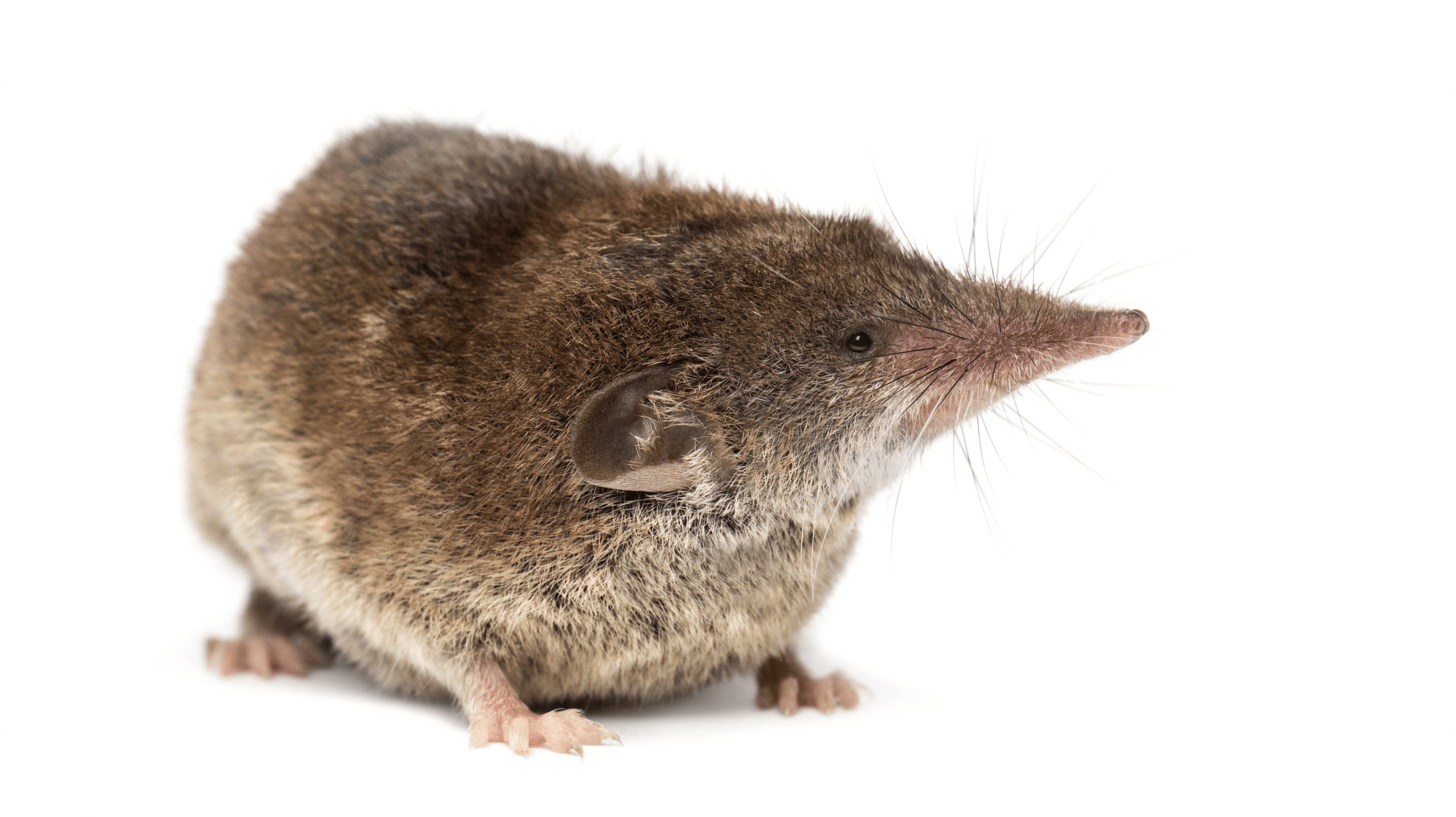 spitsmuis-herkennen