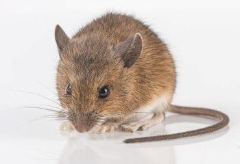 tips-muizen-verjagen-muis