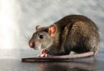 verschil-rat-en-muis