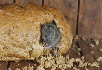 wat-eet-huismuis
