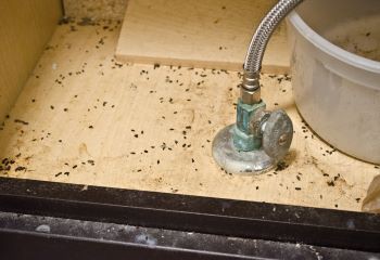 Let op bij muizenkeutels! schade-muizenkeutels