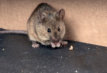 De huismuis verschillende-soorten-huismuis