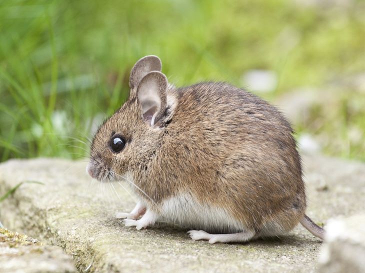 Verzending woensdag duurzame grondstof Een rat of een muis? Dit zijn de verschillen!